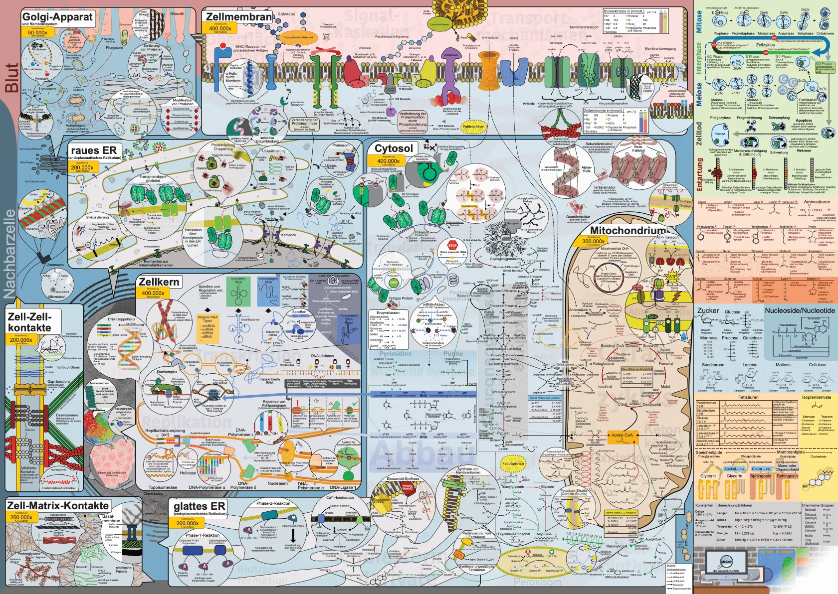 My human cell map illustration MeCell now in the public domain